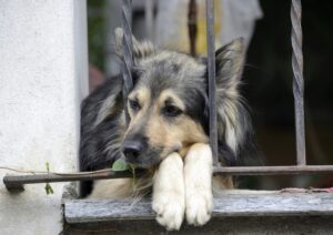 Cute dog