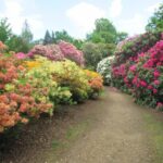 Rhododendrums in their glory