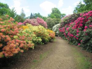 Rhododendrums in their glory
